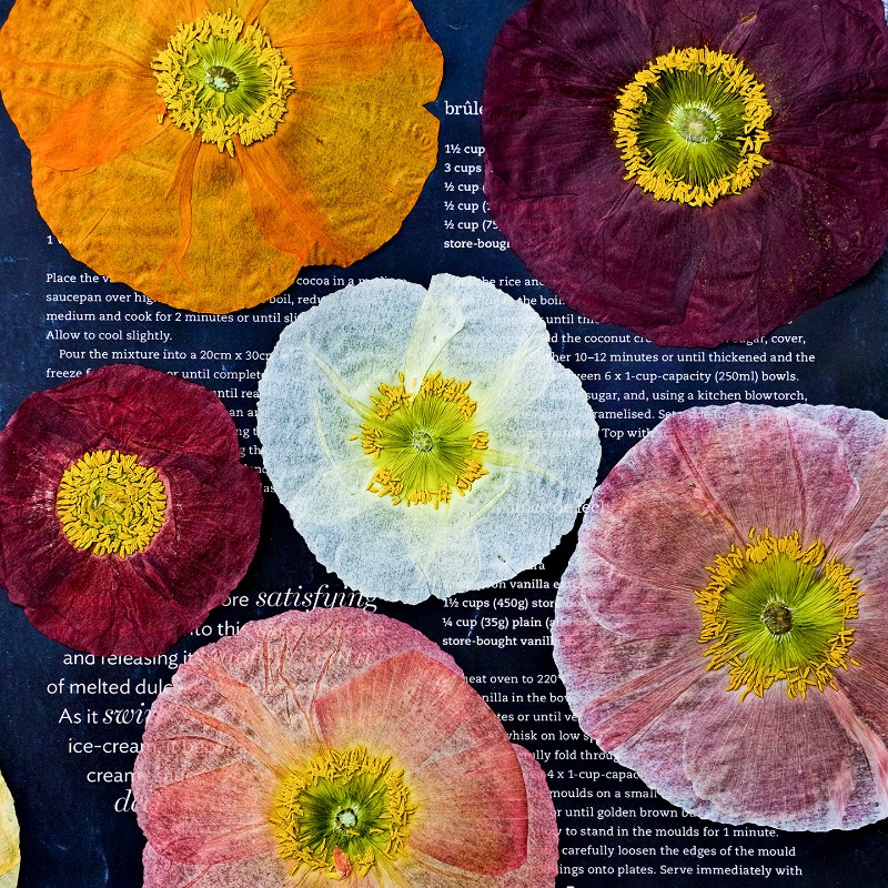 Art And Craft Nature - ดอกป๊อปปี้แห้งธรรมชาติ 1 ชิ้น สำหรับงาน DIY เรซิ่น