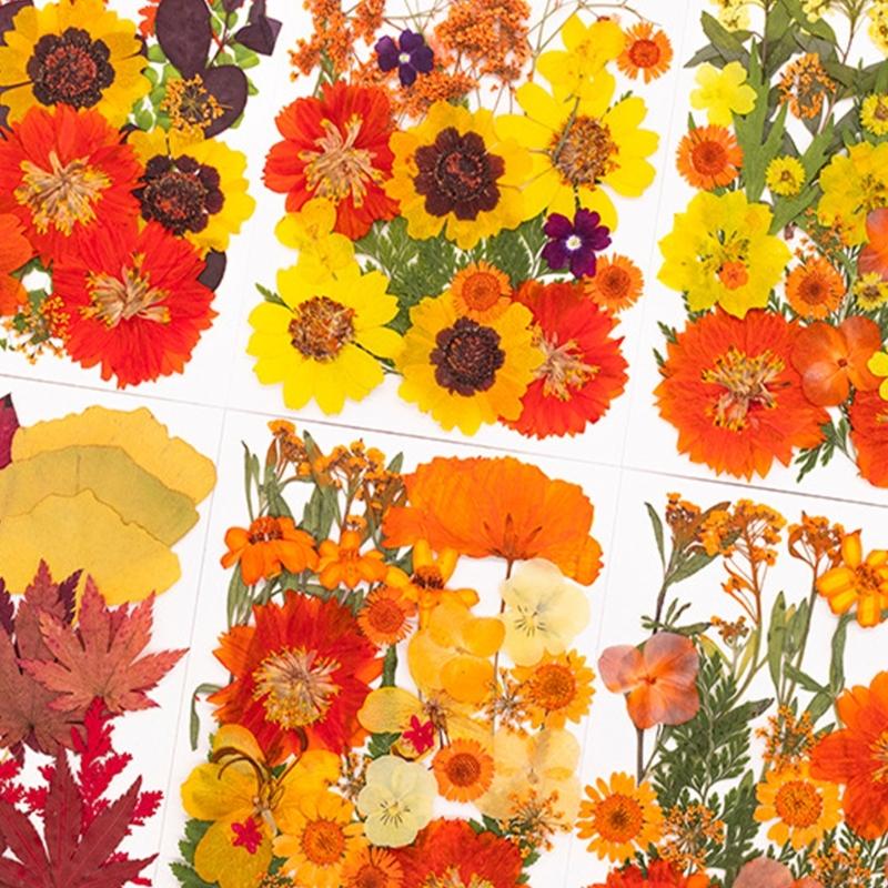 Art And Craft Nature - ดอกไม้กดแห้งสำหรับแม่พิมพ์เรซินสมุดเครื่องประดับสบู่เทียนทำ