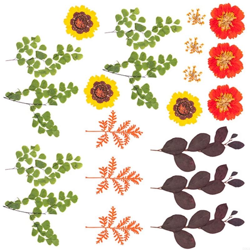 ดอกไม้กดแห้งสำหรับแม่พิมพ์เรซิ - Art And Craft Nature บทวิจารณ์และราคา